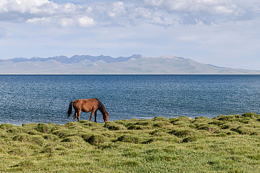 马,放牧,靠近,湖,歌曲,吉尔吉斯斯坦