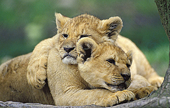 非洲狮,狮子,幼兽,睡觉,肯尼亚