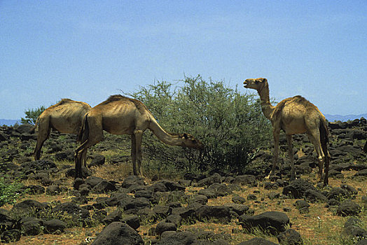 吉布提,单峰骆驼,浏览,灌木丛