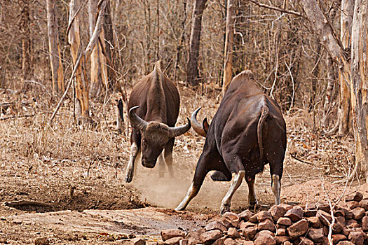 印度,野牛,打斗,虎,自然保护区,马哈拉施特拉邦