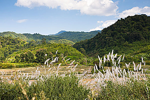 遥远,北方,老挝,乡村