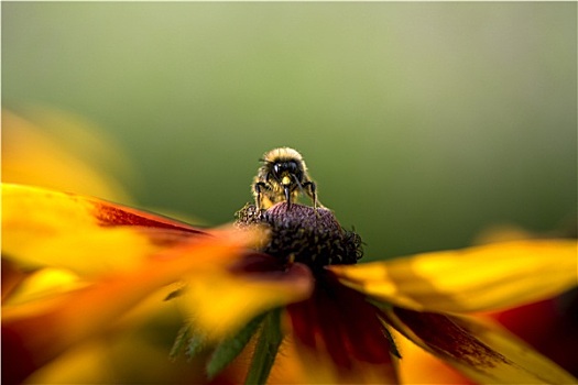 大黄蜂,收集,花粉,花
