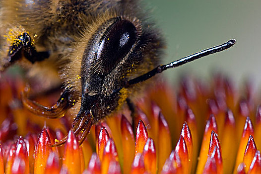 蜜蜂,意大利蜂,花,荷兰