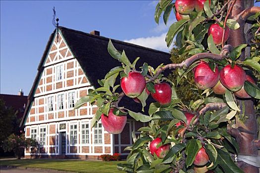 成熟,红苹果,苹果树,正面,历史,木架构,农舍,陆地,果园,区域,下萨克森,德国,欧洲