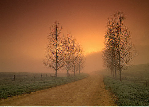 土路,雾,日出,靠近,新南威尔士,澳大利亚