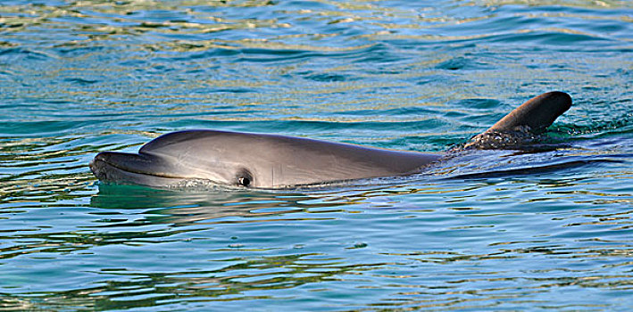 海豚,赫维湾,昆士兰,澳大利亚