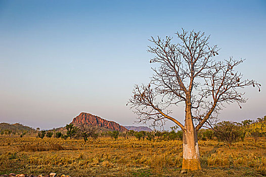 孤单,猴面包树,金伯利,西澳大利亚州