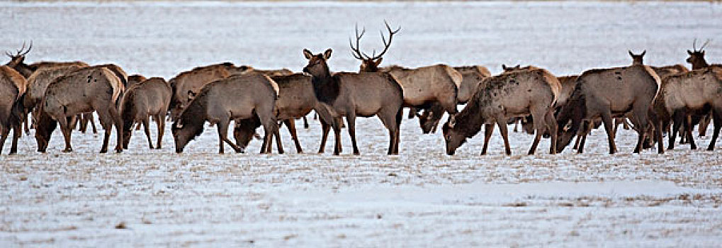 北美马鹿,怀俄明,美国,听,麋鹿,看,干草,吃,雪