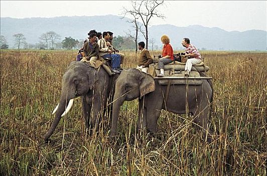旅游,训练,大象,看,亚洲象,象属,草地,阿萨姆邦,印度,亚洲,世界遗产