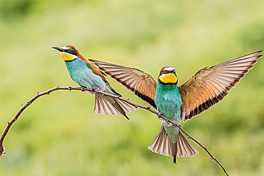 黄喉蜂虎,一只,鸟,枝头,一个,降落,靠近,省,保加利亚,欧洲