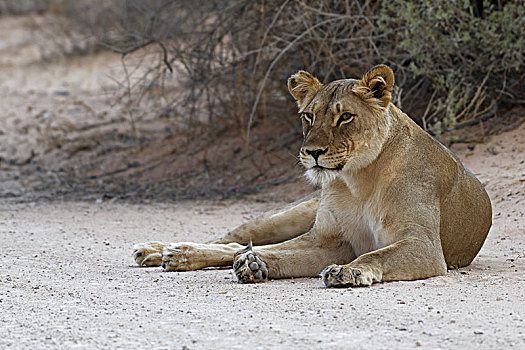 非洲狮,狮子,雌狮,躺着,土路,警惕,卡拉哈迪大羚羊国家公园,北开普,南非,非洲