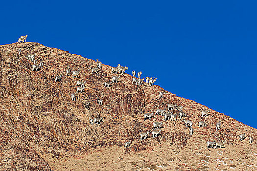 青海阿尔金山盘羊,岩羊