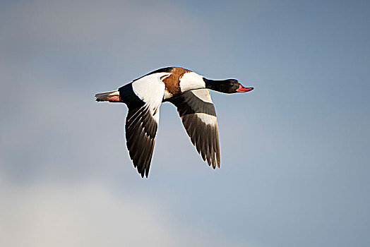 雌麻鸭,翘鼻麻鸭,飞行,女性,湿地,诺福克,英格兰