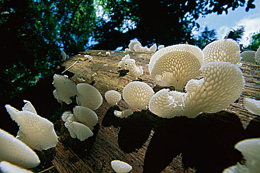 托架,菌类,蘑菇,科罗拉多岛,巴拿马