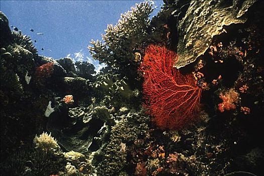 珊瑚海扇,水下,贝劳
