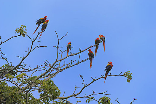 哥斯达黎加,靠近,深红色,金刚鹦鹉,绯红金刚鹦鹉,树上