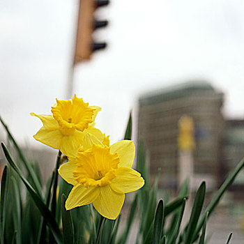 花,城市,春天