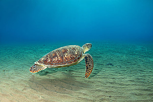 绿海龟,龟类,红海,阿布达巴卜,埃及,非洲