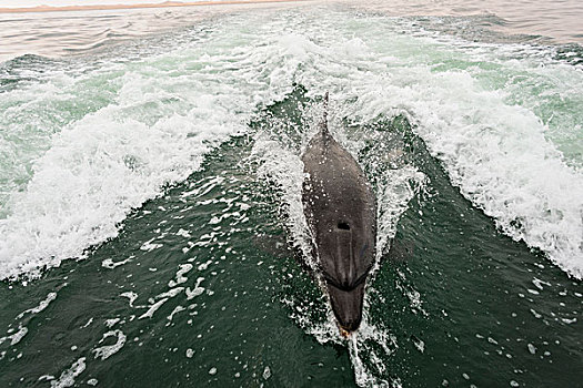 宽吻海豚,湾,埃龙戈区,纳米比亚,非洲