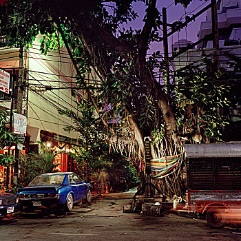 神圣,菩提树,树,夜晚,忙碌,曼谷,街道