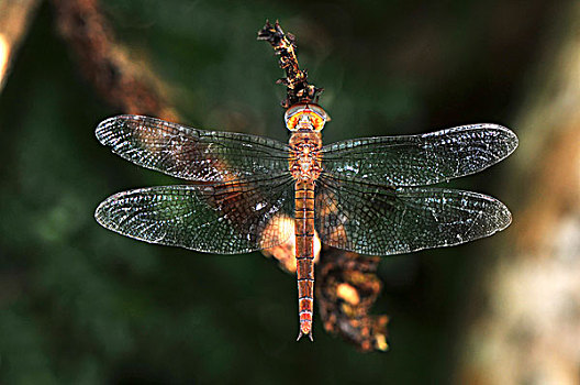 蜻蜓,马达加斯加,非洲,印度洋