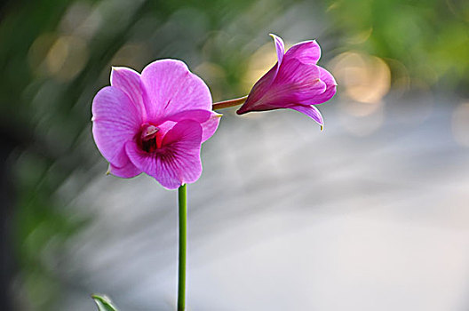 紫色,兰花