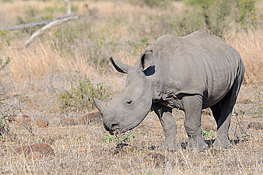 白犀牛,白犀,幼兽,放牧,克鲁格国家公园,南非,非洲