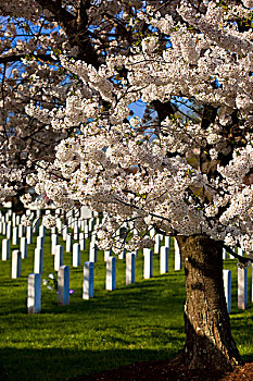 花,樱桃树,站立,上方,墓碑,阿灵顿国家公墓,靠近,华盛顿特区,美国