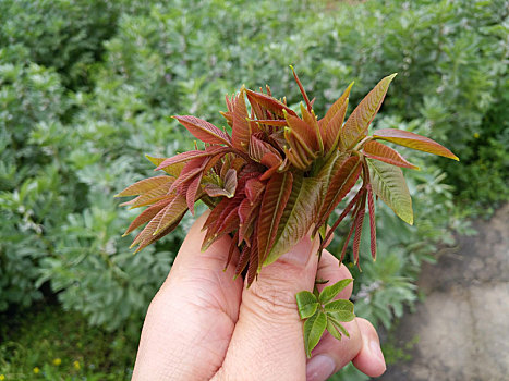 香椿,香椿芽