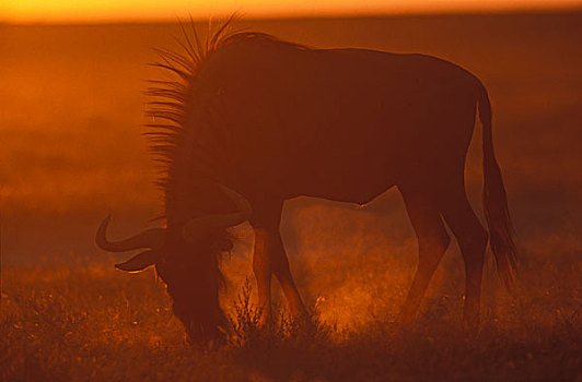 纳米比亚,埃托沙国家公园,蓝角马,角马,荒芜,草,日落