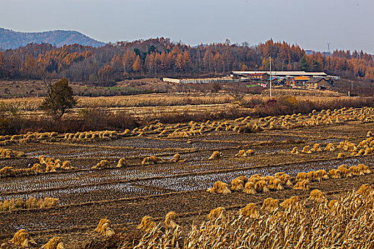 北方秋收中的山里乡村