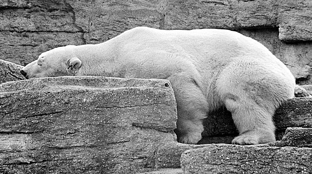 北极熊,迎面,石头,70年代,精准,地点,未知,奥地利,欧洲