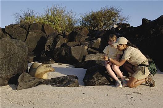加拉帕戈斯,海狮,加拉帕戈斯海狮,一个,看,游客,帽子,岛屿,加拉帕戈斯群岛,厄瓜多尔,南美
