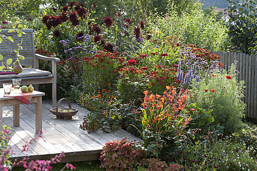 红色,床,木质露台,大丽花,多年生植物