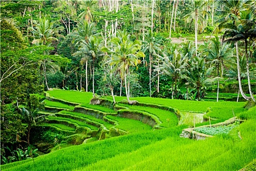 稻田,梯田,巴厘岛,印度尼西亚