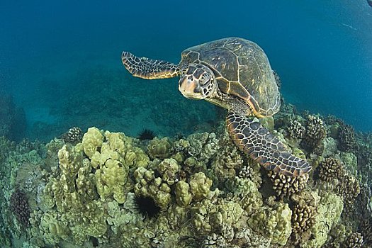 绿海龟,龟类,海龟,靠近,南,毛伊岛