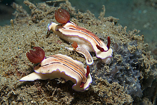 裸鳃类动物,一对,安汶,印度尼西亚