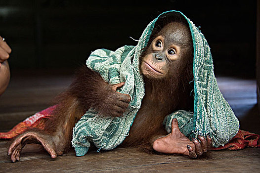 猩猩,黑猩猩,2岁,幼仔,玩,毛巾,中心,婆罗洲,印度尼西亚