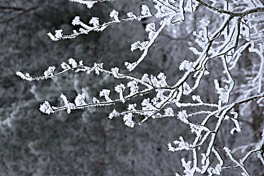 冰冻,欧洲花楸,枝条,遮盖,粗厚,白色,白霜,暗色,模糊背景