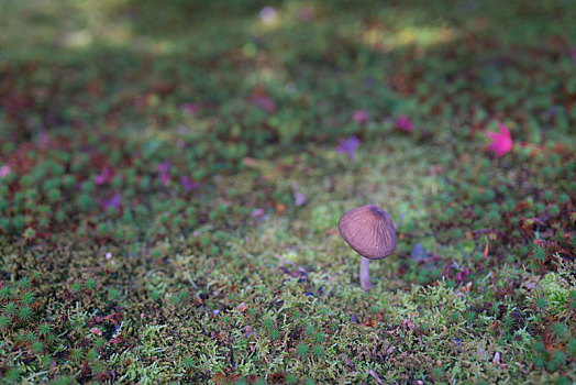 绿色苔藓地背景和野生蘑菇,日本京都寺庙园林苔藓植被