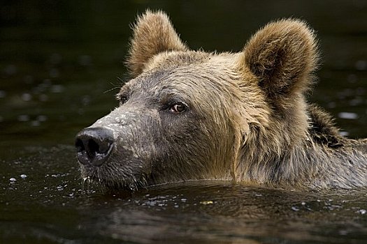 雄性,大灰熊,游泳,河,不列颠哥伦比亚省,加拿大