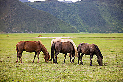 马,放牧,香格里拉,中国