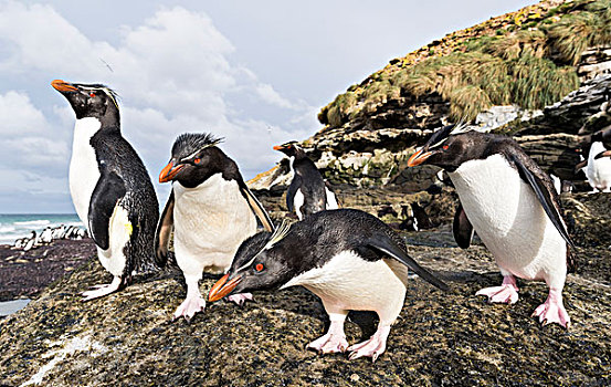 凤冠企鹅,南跳岩企鹅,海滩,放松,攀登,向上,陡峭,悬崖,栖息地,南美,福克兰群岛,大幅,尺寸