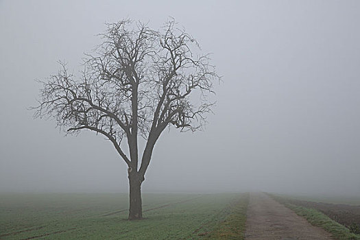 胡桃树,乡间小路,雾