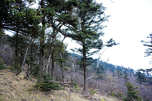 秦岭高山草甸