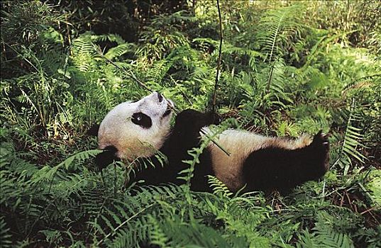 大熊猫,哺乳动物,卧龙自然保护区,四川,中国,亚洲,动物