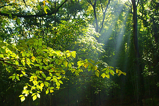日光,树,树林