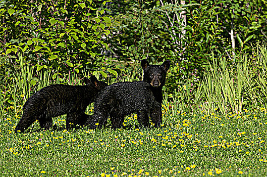 野生,美洲黑熊,幼兽,草地,安大略省,加拿大,一个,看