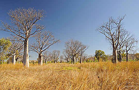 树,猴面包树,金伯利,高原,澳大利亚