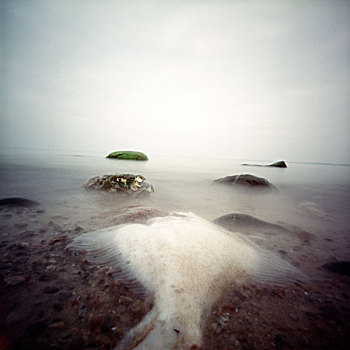 死鱼,海滨